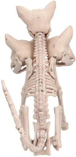 Halloween Decoratie Skelet Cerberus - 33cm -Kostuum Winkel halloween decoratie skelet cerberus 33cm achterkant