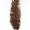 Struisvogelveren 50-60cm Bruin