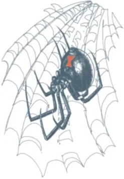 Tattoo Black Widow (Biker Tattoo)