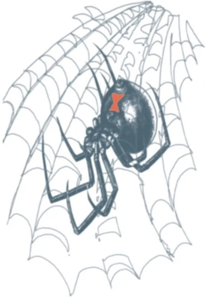 Tattoo Black Widow (Biker Tattoo) 1 Tattoo Black Widow (Biker Tattoo)