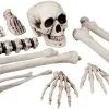 Zak Schedel+Beenderen (12st)